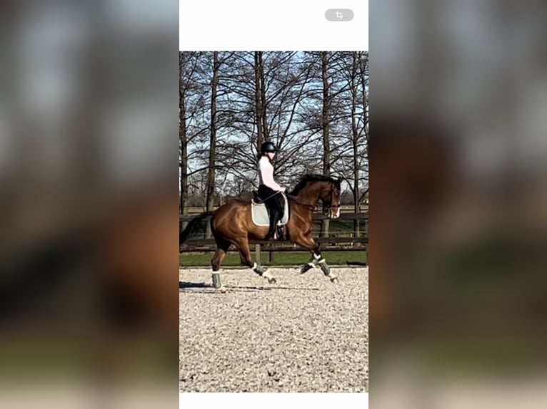 Rheinländer Wallach 14 Jahre 165 cm Brauner in Hamminkelneln