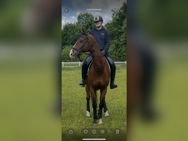 Rheinländer Wallach 14 Jahre 165 cm Brauner in Hamminkelneln