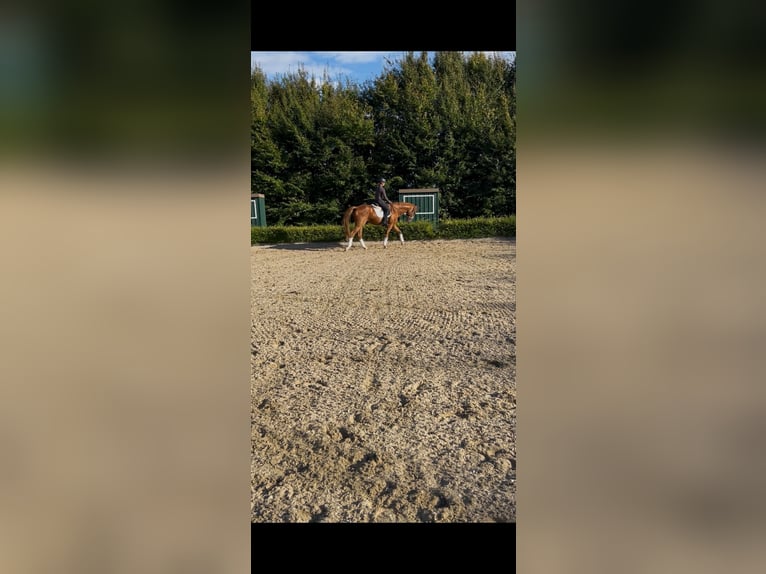 Rheinländer Wallach 14 Jahre 168 cm Fuchs in Zülpich