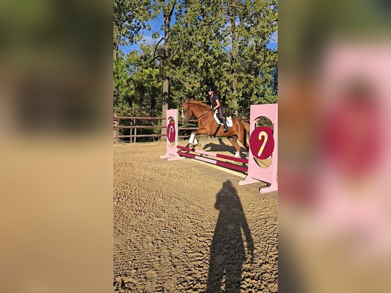 Rheinländer Wallach 14 Jahre 168 cm Fuchs in Zülpich