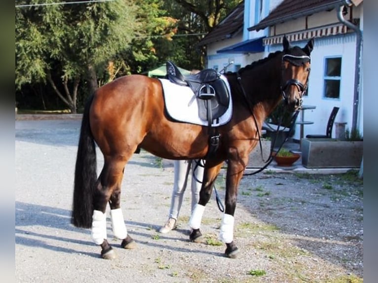 Rheinländer Wallach 14 Jahre 169 cm Brauner in Herzebrock-Clarholz