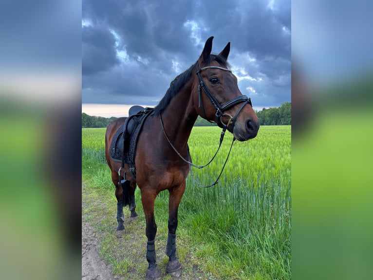 Rheinländer Wallach 14 Jahre 169 cm Brauner in Herzebrock-Clarholz