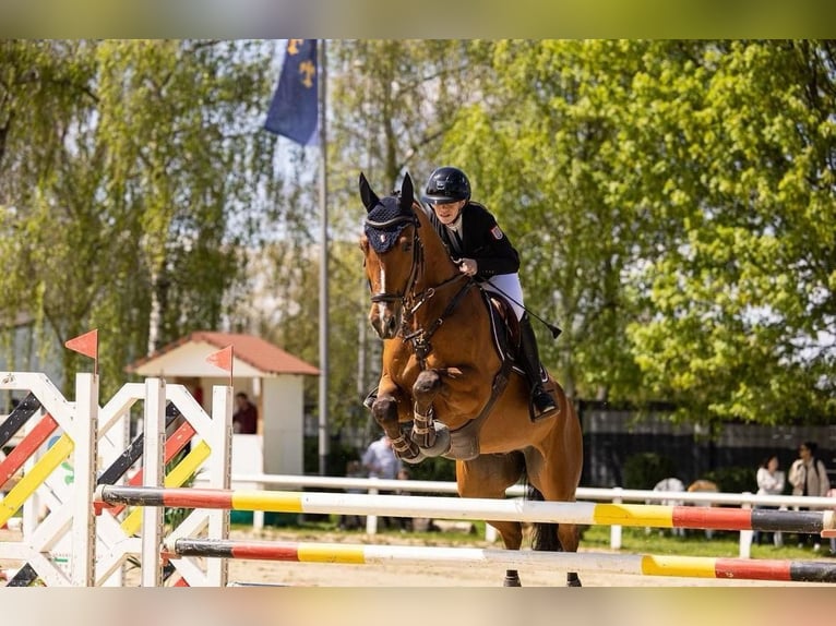 Rheinländer Wallach 14 Jahre 169 cm Brauner in Dreieich