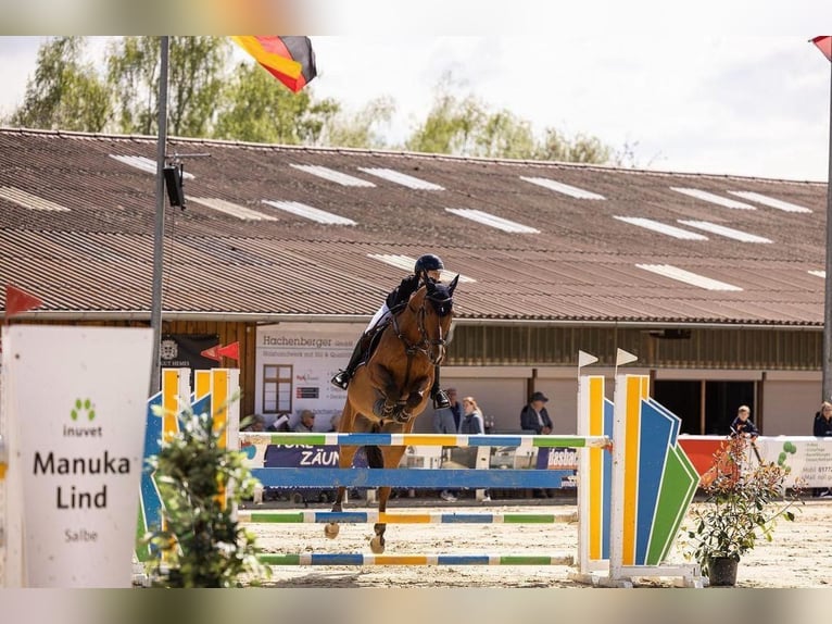 Rheinländer Wallach 14 Jahre 169 cm Brauner in Dreieich