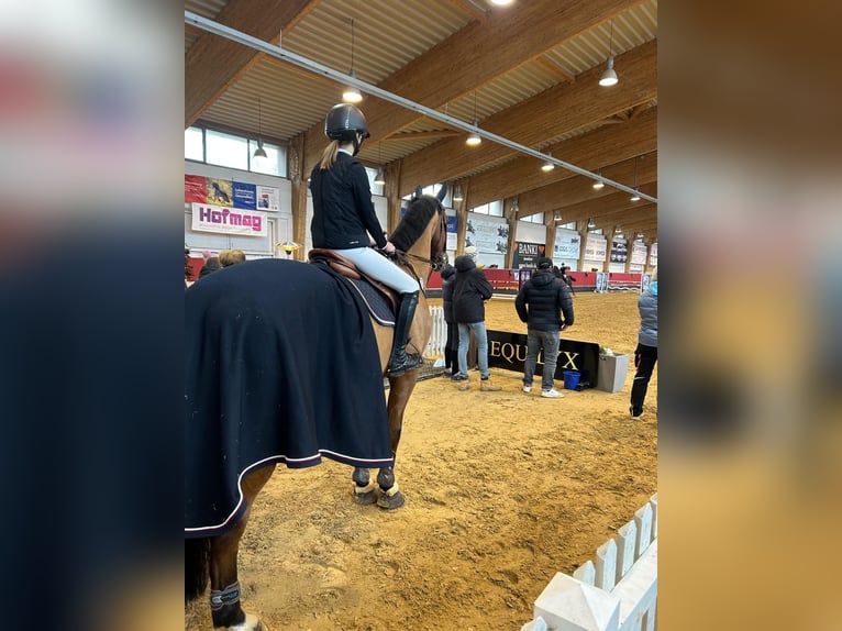 Rheinländer Wallach 14 Jahre 169 cm Brauner in Dreieich