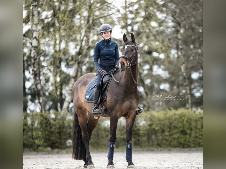 Rheinländer Wallach 14 Jahre 170 cm Dunkelbrauner in Leienkaul