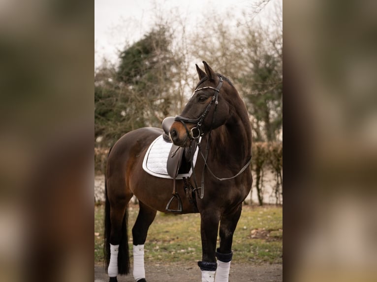 Rheinländer Wallach 14 Jahre 170 cm Dunkelbrauner in Leienkaul