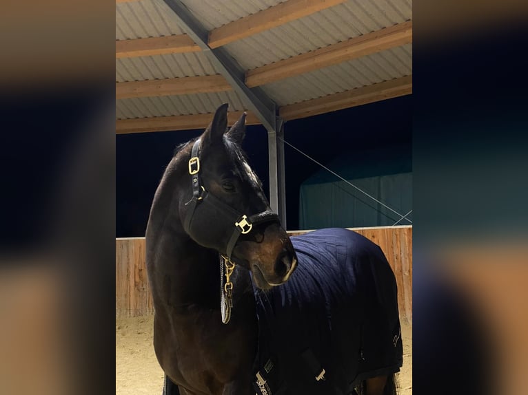 Rheinländer Wallach 14 Jahre 170 cm Dunkelbrauner in Leienkaul