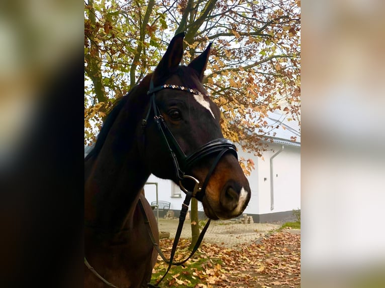 Rheinländer Wallach 14 Jahre 170 cm Dunkelbrauner in Leienkaul
