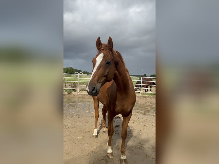 Rheinländer Wallach 14 Jahre 171 cm Fuchs in Viersen