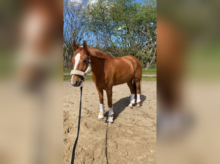 Rheinländer Wallach 14 Jahre 171 cm Fuchs in Viersen
