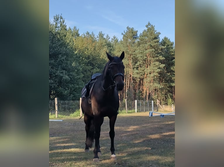 Rheinländer Wallach 14 Jahre 172 cm Brauner in Genthin