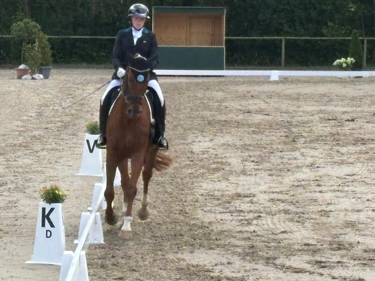 Rheinländer Wallach 14 Jahre 172 cm Fuchs in Neuwied