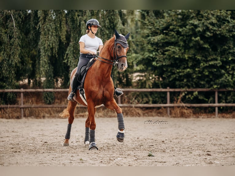 Rheinländer Wallach 14 Jahre 172 cm Fuchs in Mertloch