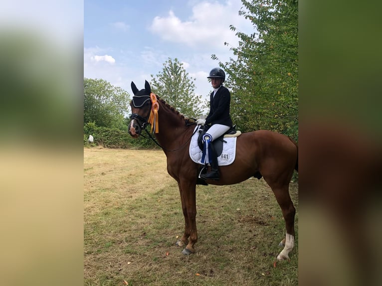 Rheinländer Wallach 14 Jahre 172 cm Fuchs in Mertloch