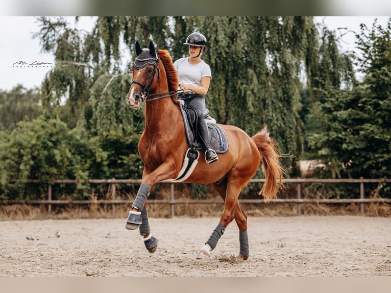 Rheinländer Wallach 14 Jahre 172 cm Fuchs in Mertloch