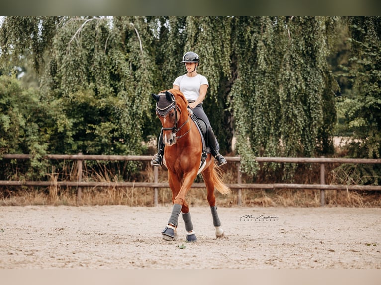 Rheinländer Wallach 14 Jahre 172 cm Fuchs in Mertloch
