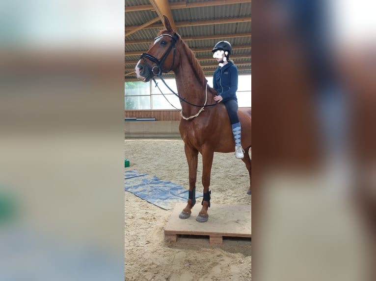 Rheinländer Wallach 14 Jahre 172 cm Fuchs in Mertloch