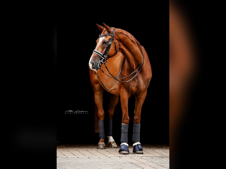 Rheinländer Wallach 14 Jahre 172 cm Fuchs in Mertloch