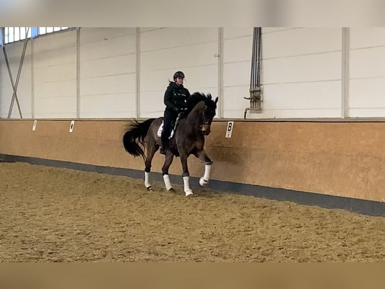 Rheinländer Wallach 14 Jahre 173 cm Brauner in Goch