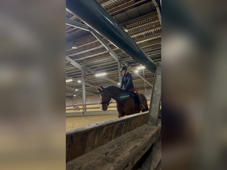 Rheinländer Wallach 14 Jahre 174 cm Brauner in Witten