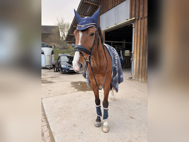 Rheinländer Wallach 14 Jahre 174 cm Brauner in Witten