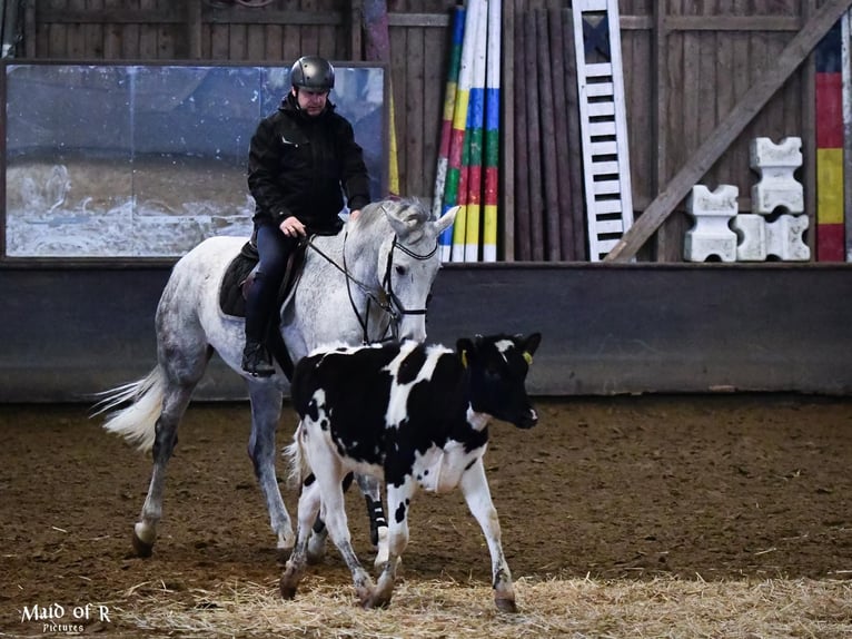Rheinländer Wallach 14 Jahre 174 cm Schimmel in Wermelskirchen