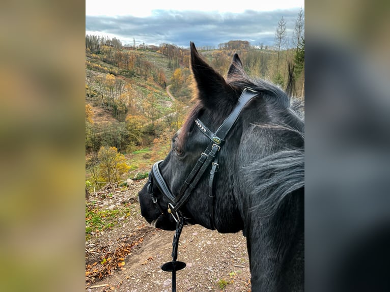 Rheinländer Wallach 14 Jahre 174 cm Schwarzbrauner in Hagen