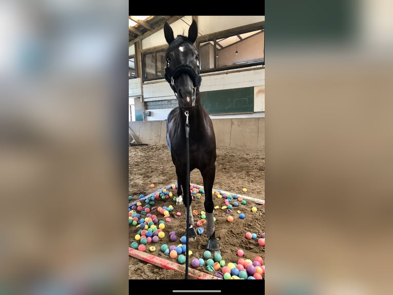 Rheinländer Wallach 14 Jahre 174 cm Schwarzbrauner in Hagen