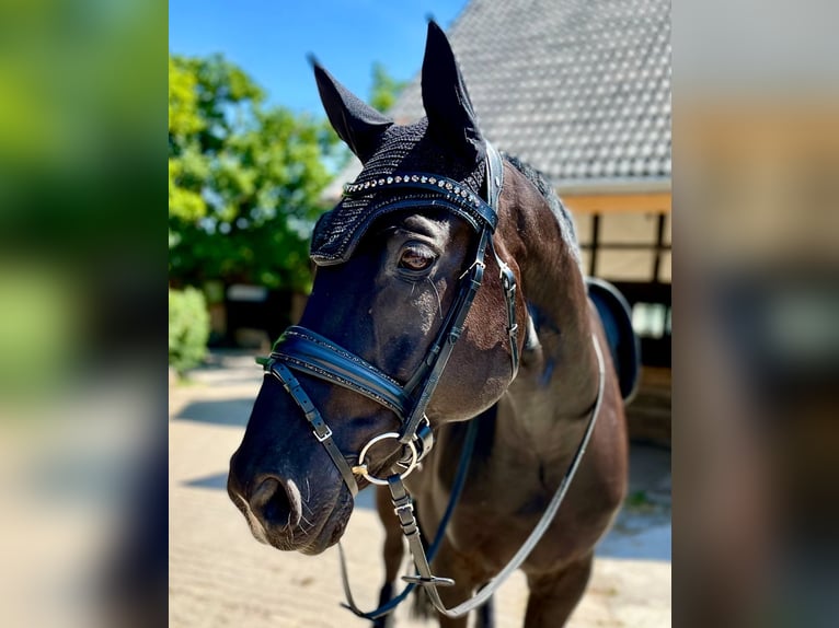 Rheinländer Wallach 14 Jahre 174 cm Schwarzbrauner in Hagen