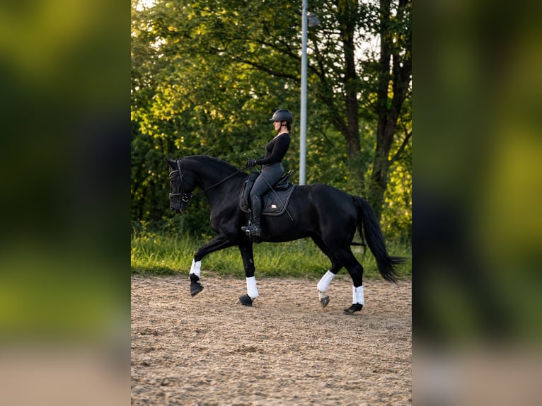 Rheinländer Wallach 14 Jahre 174 cm Schwarzbrauner in Hagen