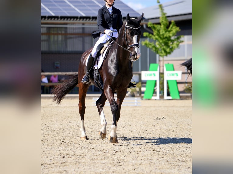 Rheinländer Wallach 14 Jahre 178 cm Rappe in Steinfurt