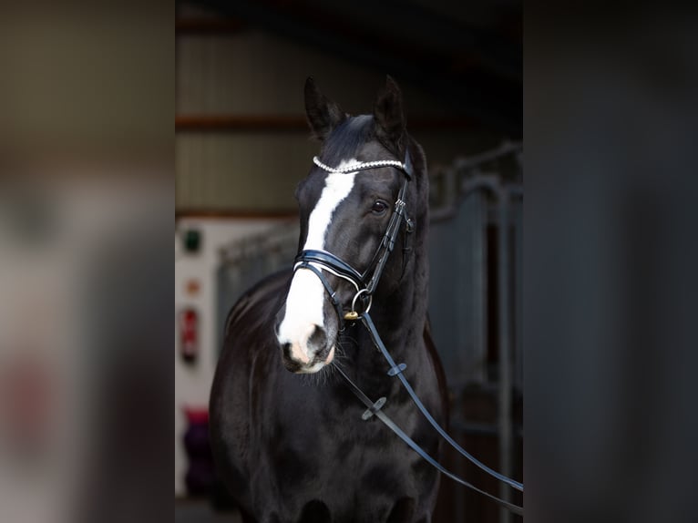 Rheinländer Wallach 14 Jahre 182 cm Rappe in Gronau (Westfalen)