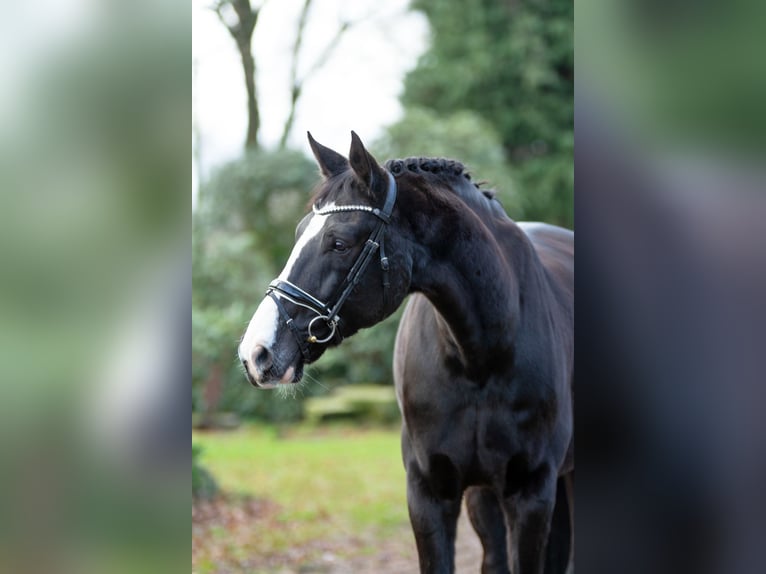 Rheinländer Wallach 14 Jahre 182 cm Rappe in Gronau (Westfalen)