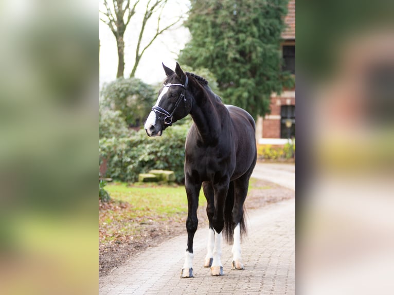Rheinländer Wallach 14 Jahre 182 cm Rappe in Gronau (Westfalen)