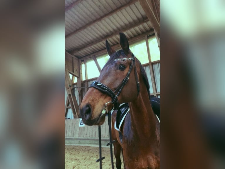 Rheinländer Wallach 14 Jahre 187 cm Brauner in Cuxhaven