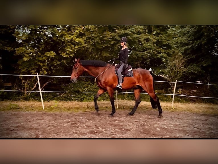 Rheinländer Wallach 14 Jahre 187 cm Brauner in Cuxhaven
