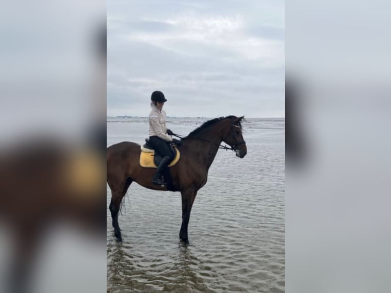 Rheinländer Wallach 14 Jahre 187 cm Brauner in Cuxhaven