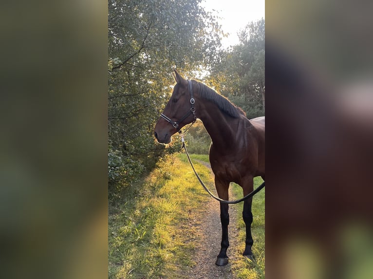 Rheinländer Wallach 14 Jahre 187 cm Brauner in Cuxhaven