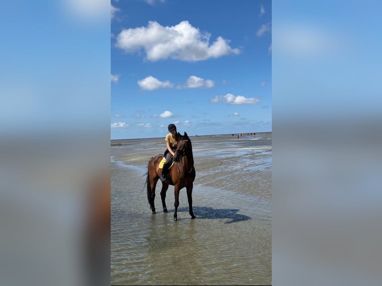 Rheinländer Wallach 14 Jahre 187 cm Brauner in Cuxhaven