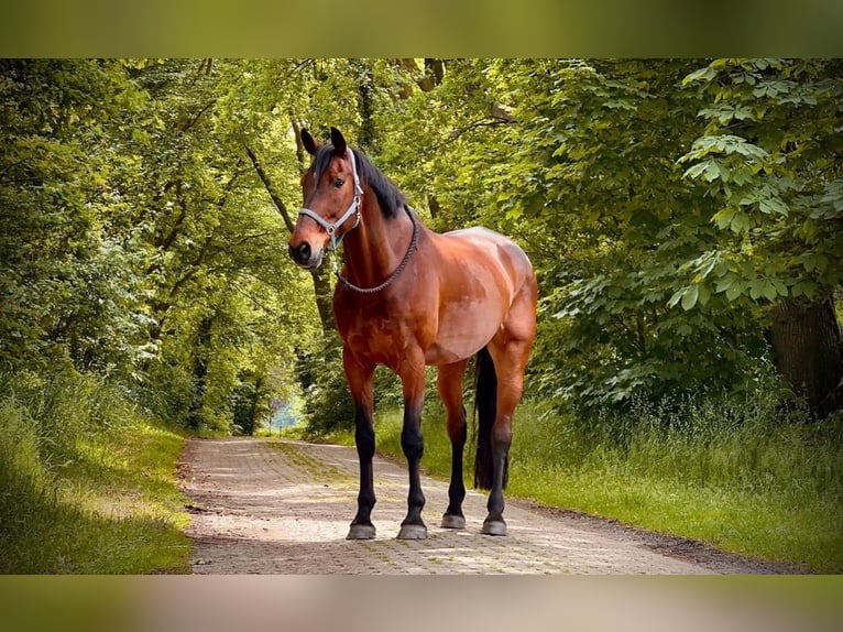 Rheinländer Wallach 14 Jahre 187 cm Brauner in Cuxhaven