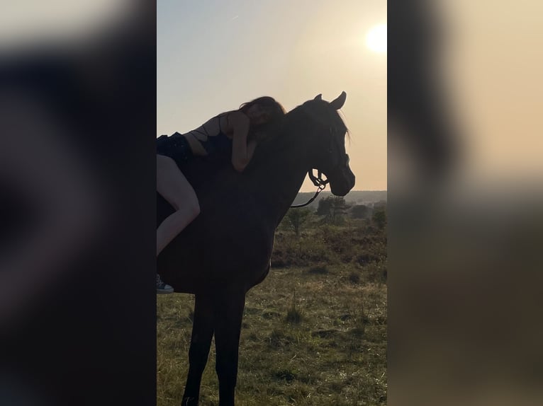 Rheinländer Wallach 14 Jahre 187 cm Brauner in Cuxhaven