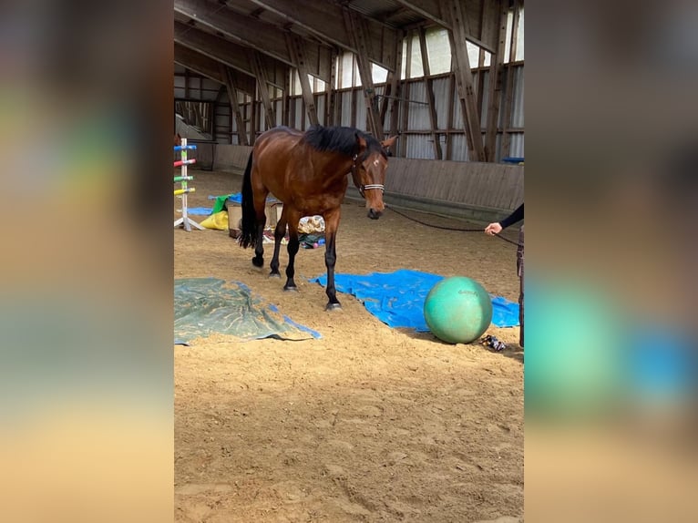 Rheinländer Wallach 14 Jahre 187 cm Brauner in Cuxhaven