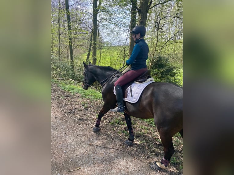 Rheinländer Wallach 15 Jahre 169 cm Dunkelbrauner in Ruppichteroth