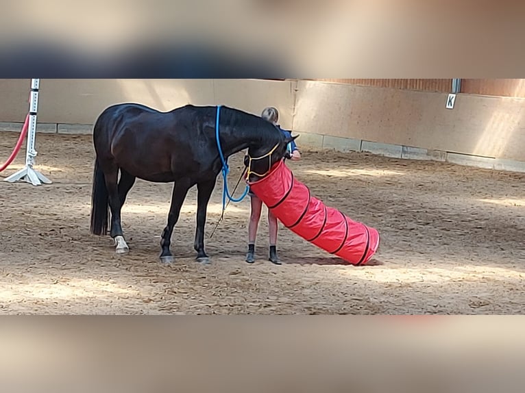 Rheinländer Wallach 15 Jahre 169 cm Dunkelbrauner in Ruppichteroth