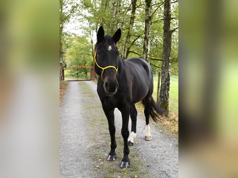 Rheinländer Wallach 15 Jahre 169 cm Dunkelbrauner in Ruppichteroth