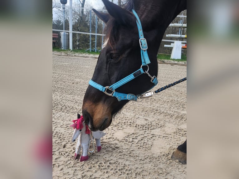 Rheinländer Wallach 15 Jahre 169 cm Dunkelbrauner in Ruppichteroth