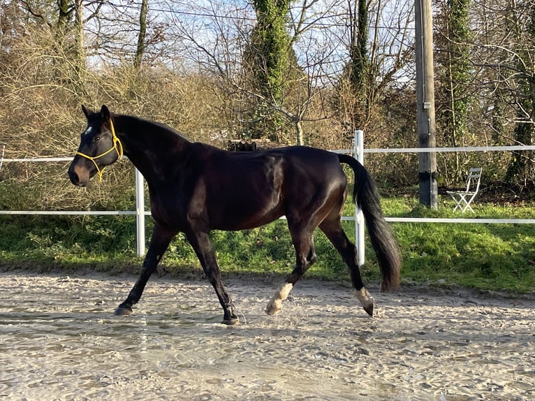Rheinländer Wallach 15 Jahre 169 cm Dunkelbrauner in Ruppichteroth
