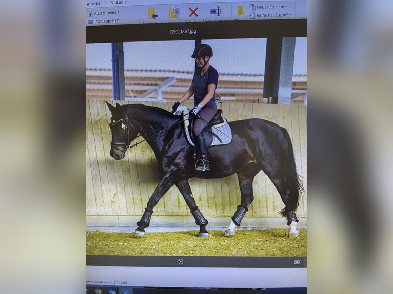 Rheinländer Wallach 15 Jahre 169 cm Dunkelbrauner in Ruppichteroth