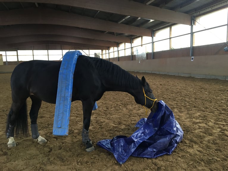 Rheinländer Wallach 15 Jahre 169 cm Dunkelbrauner in Ruppichteroth